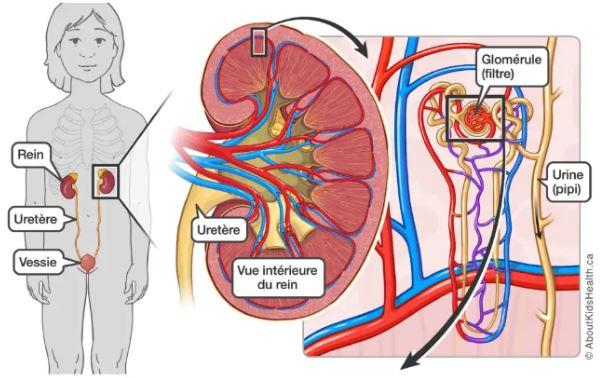 Nephro