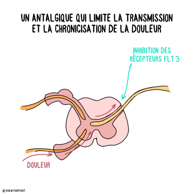 Bloquer FLT3 limite la transmission et la chromisation de la douleur