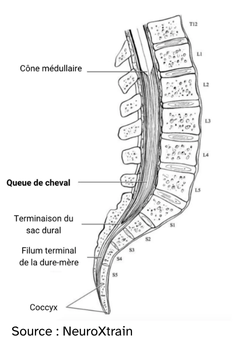 anatomie queue de cheval